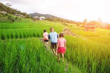 Fototapeta na wymiar three children walk on rice paddy at Pa Bong Pieng, Chaing Mai, Thailand.