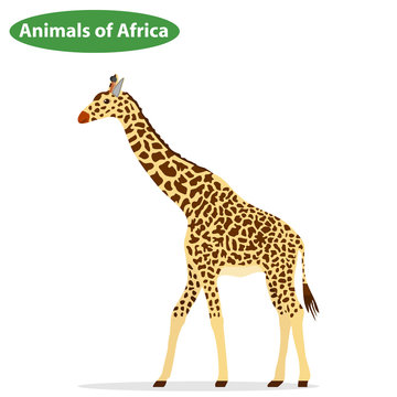 Giraffe, the giraffe icon