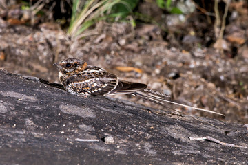 Bacurau-tesoura (Hydropsalis torquata) | Scissor-tailed Nightjar photographed in Afonso Claudio, Espírito Santo - Southeast of Brazil. Atlantic Forest Biome. 