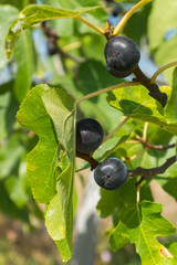 Ficus carica ripe fig fruit and leaves on the tree in the garden on a summer day