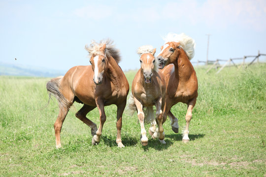Three haflingers fighting