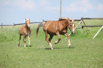 Three haflingers moving