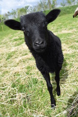 Little lamb, baby sheep