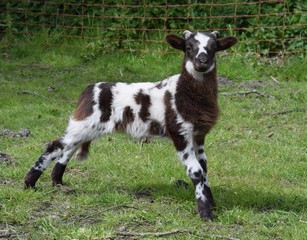 Little lamb, baby sheep