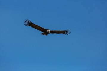 Condor
