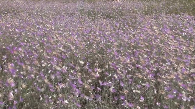 pink wildflowers swaying in the wind