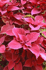 Massif de coleus rouge