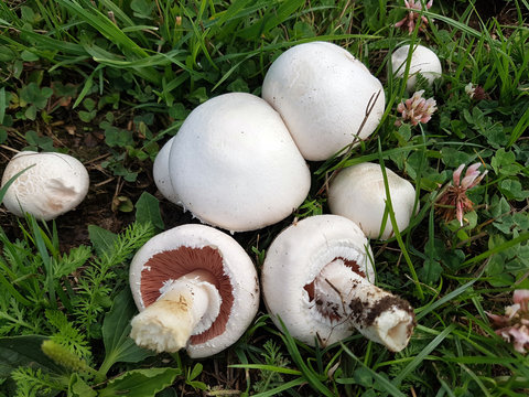 Wiesenchampignon; champignons