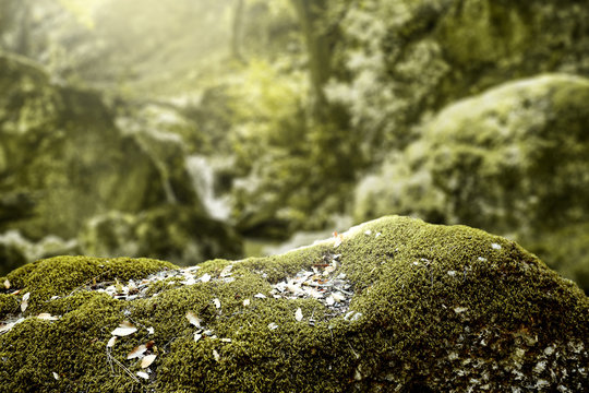 free space for your product on rock with moss and landscape of autumn forest 