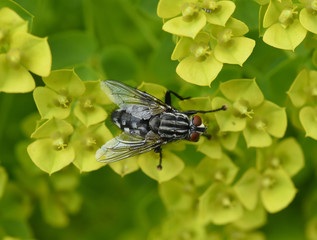 Schmeissfliege, Fliege, Calliphora, vicina