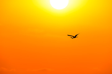 Bird Silhouette Flying