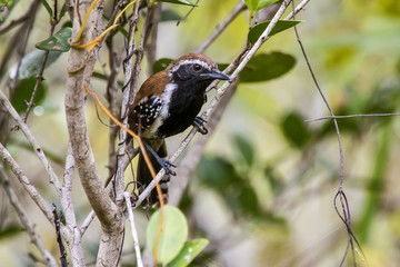 Papa-formiga-vermelho (Formicivora rufa) | Rusty-backed Antwren photographed in Guarapari, Espírito Santo - Southeast of Brazil. Atlantic Forest Biome.