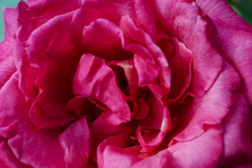 pink rose macro
