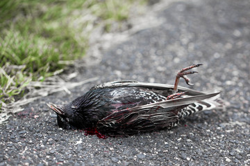 dead bird