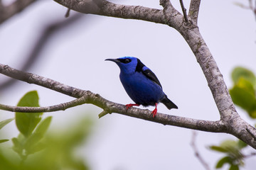 Saí-azul (Dacnis cayana) | Blue Dacnis photographed in Guarapari, Espírito Santo - Southeast of Brazil. Atlantic Forest Biome.