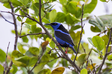 Saí-azul (Dacnis cayana) | Blue Dacnis photographed in Guarapari, Espírito Santo - Southeast of Brazil. Atlantic Forest Biome.