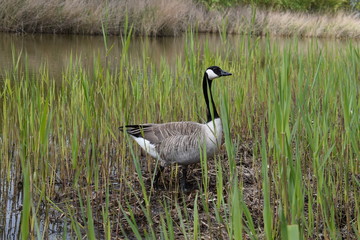 Goose in the grass