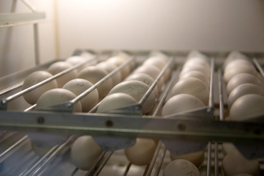 eggs in the hatchery