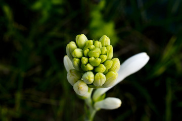 nightqueen flower