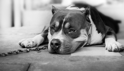 Dog Pit Bull