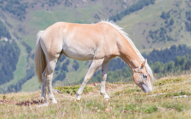 Naklejka na ściany i meble Beautiful haflinger horse in the Alps / mountains in Tirol