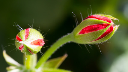 Nature flowers background