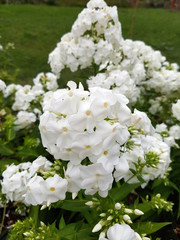 Phlox; Staudenphlox; paniculata