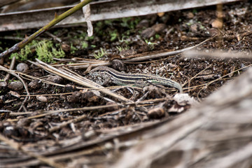 Lagartinho-de-Linhares (Ameivula nativo) | Linhares-whiptails photographed in Guarapari, Espírito Santo - Southeast of Brazil. Atlantic Forest Biome.