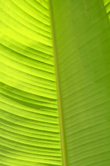 green banana leave near close up photo