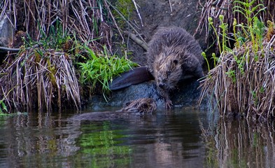 Beaver on a creek in Sweden