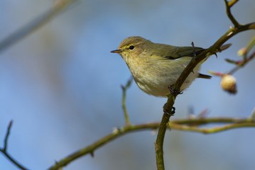 Chiffchaff in Sweden