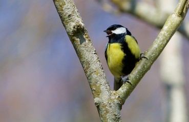 Singing great tit in Sweden