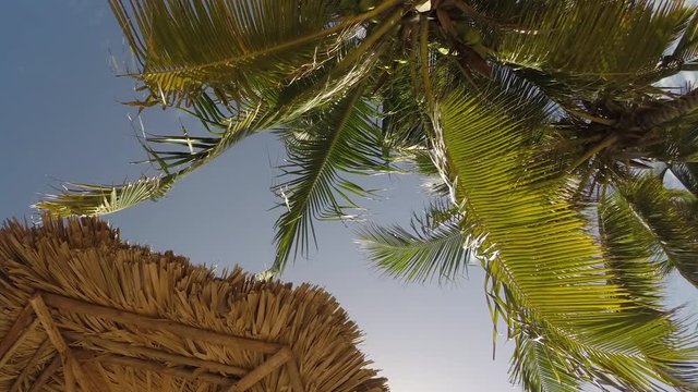 Tropical beach, timelapse background video with palm, blue sky and an umbrella