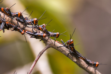 Gafanhoto-soldado (Chromacris speciosa) | Grasshopper photographed in Guarapari, Espírito Santo - Southeast of Brazil. Atlantic Forest Biome.