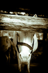 Beautiful white horse
