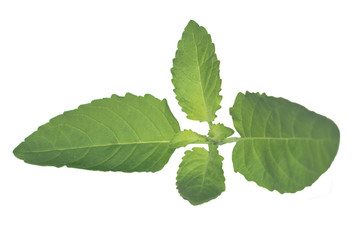 Fototapeta premium isolated basil leaves close up