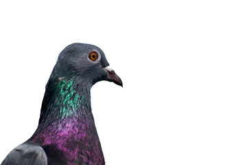 isolated green necked feral pigeon bird