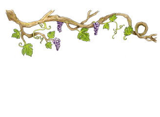 Grape Hand drawn illustration