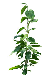 vine plants isolate on white background, clipping path