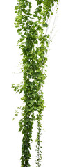 vine plants isolate on white background, clipping path © Ammak