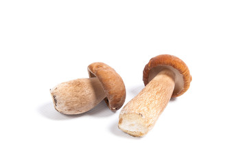 Two porcini mushroom known as boletus edulis isolated on white background.