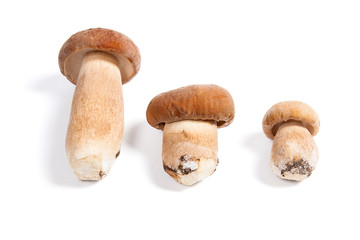 Several porcini mushrooms known as boletus edulis isolated on white background.