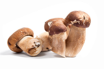 Several porcini mushrooms known as boletus edulis isolated on white background.