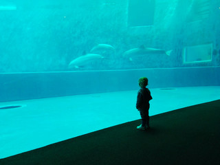 a child looks at the dolphins at the aquarium