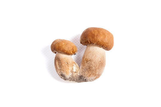 Double porcini mushrooms known as boletus edulis isolated on white background.
