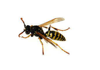 Wespe; Vespula; germanica