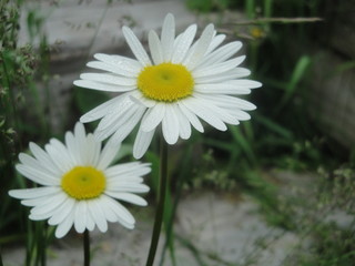 Obraz premium Marguerites blanches Daisies