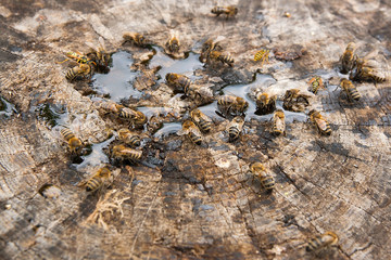 Bees and wasp swarming on honey drops on vintage wooden background..