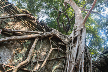 Amazing incredible roots of the giant ancient trees of Ta Prohm, Angkor Wat, Siem Reap, Cambodia. The temple is also known as Tomb Raider.