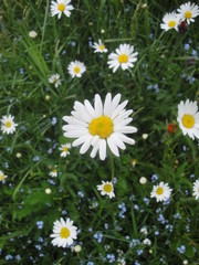 Marguerites blanches Daisies